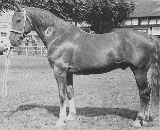 King Of Diamonds - Irish Sport Horse Stallion